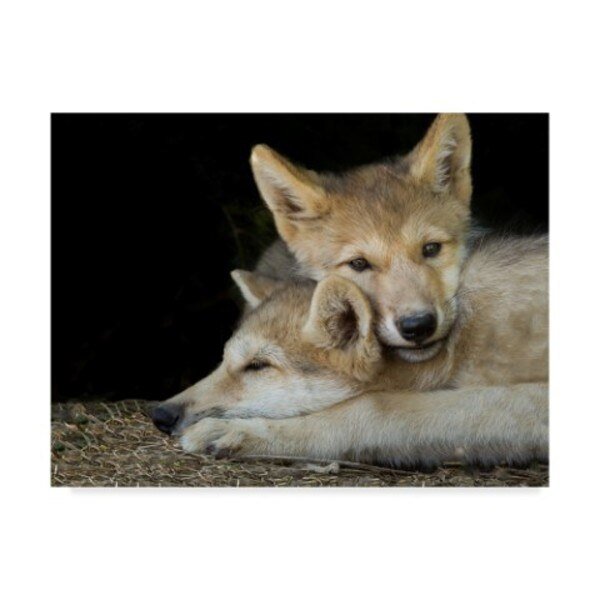 Galloimages Online 'Wolf Pup Brothers' Canvas Art, 24x32, Trademark Fine Art, Mfr#: ALI34928-C2432GG
